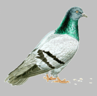 Rock Dove